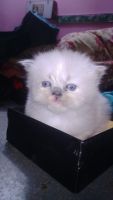 Persian Cats for sale in Lucknow, Uttar Pradesh. price: NA