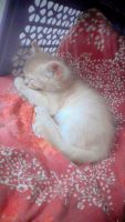 Persian Cats for sale in Kanpur, Uttar Pradesh, India. price: 6,000 INR
