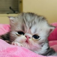Persian Cats for sale in West Palm Beach, FL, USA. price: $2,500