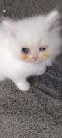 Persian Cats for sale in Parma, Ohio. price: NA