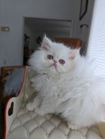 Persian Cats for sale in Mountain Top, Pennsylvania. price: $1,200