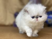 Persian Cats for sale in Arcadia, CA, USA. price: $2,500