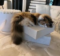 Persian Cats for sale in Ontario, NY 14519, USA. price: $1,300