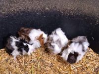 Peruvian Guinea Pig Rodents for sale in Springfield, IL, USA. price: NA