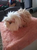 Peruvian Guinea Pig Rodents for sale in Seattle, WA, USA. price: NA