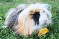 Peruvian Guinea Pig Rodents for sale in Boyertown, PA 19512, USA. price: NA