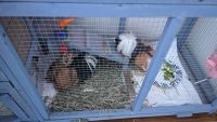 Peruvian Guinea Pig Rodents for sale in Toledo, OH 43615, USA. price: NA