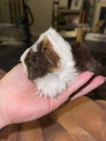 Peruvian Guinea Pig Rodents for sale in Jackson, TN, USA. price: NA