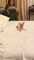 Peruvian Hairless Puppies for sale in Fresh Meadows, Queens, NY, USA. price: $1,500