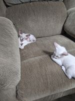Peterbald Cats for sale in Idaho Falls, ID, USA. price: NA