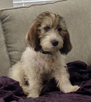 Petit Basset Griffon Vendeen Puppies for sale in Meridian, ID, USA. price: NA