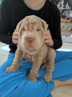 Petit Basset Griffon Vendeen Puppies for sale in New York County, New York, NY, USA. price: NA