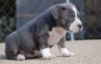 Petit Bleu de Gascogne Puppies Photos