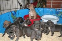 Petit Gascon Saintongeois Puppies for sale in Portland, OR, USA. price: $500