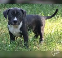 Petit Gascon Saintongeois Puppies for sale in Jacksonville, FL, USA. price: $300