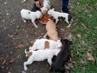 Phalene Puppies for sale in San Antonio, TX 78237, USA. price: NA