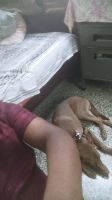 Pharaoh Hound Puppies for sale in Red Hills, Chennai, Tamil Nadu, India. price: 25000 INR