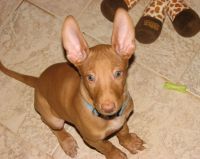 Pharaoh Hound Puppies for sale in Los Angeles, CA, USA. price: NA