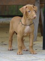 Pharaoh Hound Puppies for sale in Miami, FL, USA. price: NA