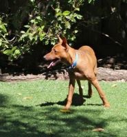 Pharaoh Hound Puppies for sale in Los Angeles, CA, USA. price: NA