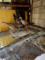 Pheasant Pigeon Birds for sale in Rancho Cucamonga, CA 91730, USA. price: $10