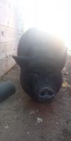 Pig Animals for sale in Mojave, CA 93501, USA. price: NA