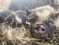 Pig Animals for sale in St Johns, MI 48879, USA. price: NA