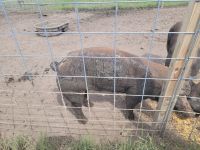 Pig Animals for sale in Wills Point, TX 75169, USA. price: NA