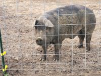 Pig Animals for sale in Hodges, AL 35571, USA. price: $250