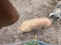 Pig Animals for sale in Hodges, AL 35571, USA. price: $175