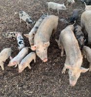 Pig Animals for sale in Winton, CA 95388, USA. price: NA