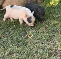 Pig Animals for sale in Atwater, CA 95301, USA. price: $100
