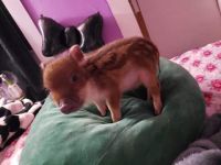 Pig Animals for sale in Houston, TX, USA. price: $200