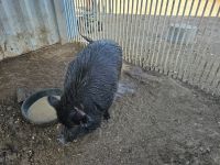 Pig Animals for sale in Laveen Village, AZ 85339, USA. price: $100