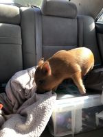 Pig Animals for sale in Oakley, CA 94561, USA. price: $600