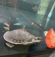 Pig-nosed Turtle Reptiles for sale in Riverside, California. price: $680