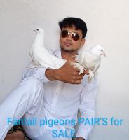 Pigeon Birds Photos