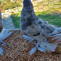 Pigeon Birds for sale in Palmdale, CA, USA. price: NA