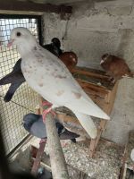 Pigeon Birds for sale in Tiruppur, Tamil Nadu, India. price: 400 INR