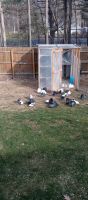 Pigeon Birds for sale in Kimball, MI 48074, USA. price: NA