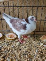 Pigeon Birds for sale in Montclair, CA 91763, USA. price: NA