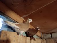 Pigeon Birds for sale in Oxford, Massachusetts. price: $125