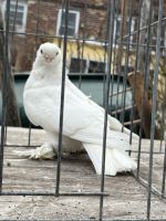 Pigeon Birds for sale in Brooklyn, New York. price: $175