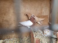 Pigeon Birds for sale in Knoxville, Tennessee. price: $10