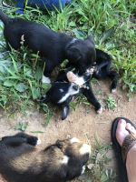 Pitsky Puppies for sale in Chesnee, SC 29323, USA. price: NA