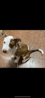 Pitsky Puppies for sale in Brooklyn, NY, USA. price: NA
