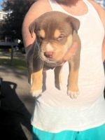 Pitsky Puppies for sale in Binghamton, NY, USA. price: NA