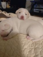 Pitsky Puppies for sale in Anaheim, CA, USA. price: NA