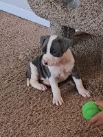 Pitsky Puppies for sale in Kansas City, MO, USA. price: NA
