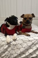 Pitsky Puppies for sale in Orlando, FL, USA. price: NA